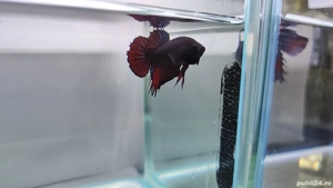 Masculi Betta pesti acvariu superbi - imagine 4