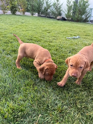 Vizsla Maghiară cu Pedigree - imagine 2