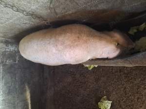 Porci pentru reproducere marele alb 