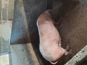 Porci pentru reproducere marele alb  - imagine 4