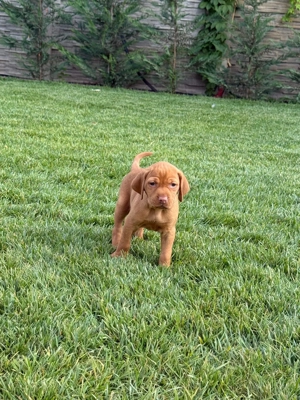 Vizsla Maghiară cu Pedigree - imagine 3