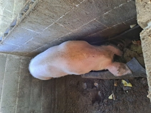 Porci pentru reproducere marele alb  - imagine 2