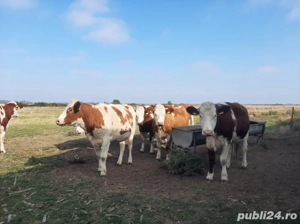 Vand juninci - imagine 2 Vand juninci - imagine 2