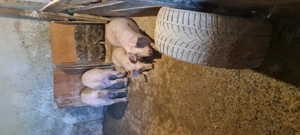 Grasuni de vanzare 30-70kg  - imagine 3 Grasuni de vanzare 30-70kg  - imagine 3