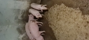 Grasuni de vanzare 30-70kg  - imagine 2 Grasuni de vanzare 30-70kg  - imagine 2