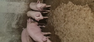 Grasuni de vanzare 30-70kg  - imagine 5 Grasuni de vanzare 30-70kg  - imagine 5