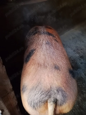 Scroafa de vânzare Satu Mare 