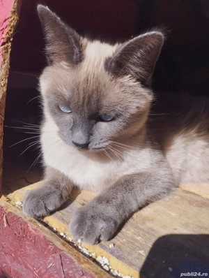 Pisici ( Siameză și Albastru de Rusia 