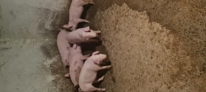 Grasuni de vanzare 30-70kg  - imagine 4 Grasuni de vanzare 30-70kg  - imagine 4