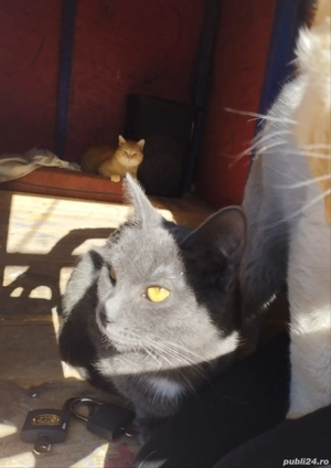 Pisici ( Siameză și Albastru de Rusia  - imagine 4 Pisici ( Siameză și Albastru de Rusia  - imagine 4