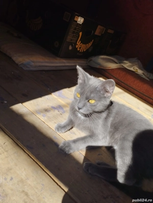 Pisici ( Siameză și Albastru de Rusia  - imagine 3 Pisici ( Siameză și Albastru de Rusia  - imagine 3