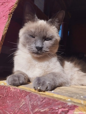 Pisici ( Siameză și Albastru de Rusia  - imagine 2 Pisici ( Siameză și Albastru de Rusia  - imagine 2