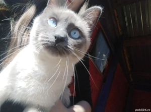 Pisici ( Siameză și Albastru de Rusia  - imagine 5 Pisici ( Siameză și Albastru de Rusia  - imagine 5