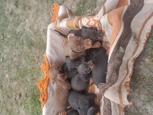 Căței teckel ciocolatiu 