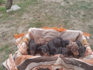 Căței teckel ciocolatiu  - imagine 2