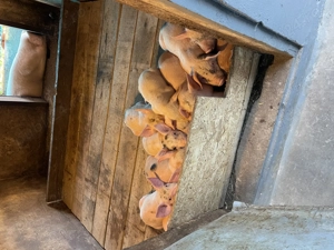 Vând purcei rasa carne - imagine 2