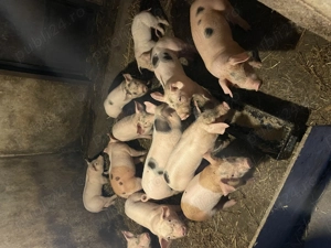 Vând purcei rasa carne - imagine 4