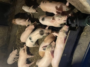 Vând purcei rasa carne