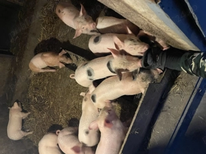 Vând purcei rasa carne - imagine 3