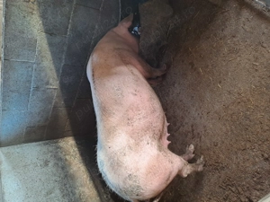 Porci pentru reproducere marele alb  - imagine 8