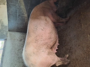 Porci pentru reproducere marele alb  - imagine 6