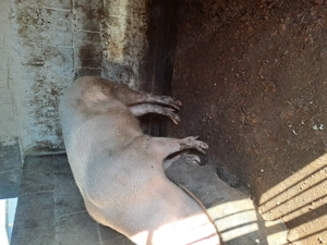 Porci pentru reproducere marele alb  - imagine 12