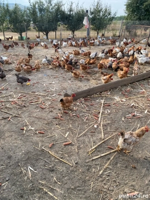 vand cocosi si puicute. - imagine 3 vand cocosi si puicute. - imagine 3