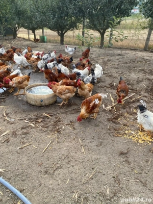 vand cocosi si puicute. - imagine 4 vand cocosi si puicute. - imagine 4