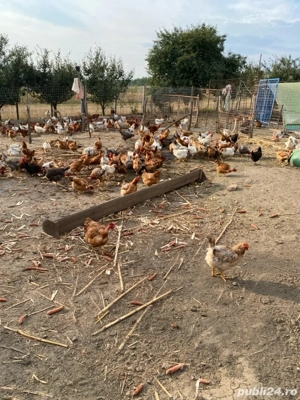 vand cocosi si puicute. - imagine 2 vand cocosi si puicute. - imagine 2