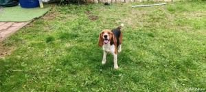 Schimb catei beagle cu pasari de curte sau cereale - imagine 5