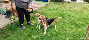 Schimb catei beagle cu pasari de curte sau cereale - imagine 3