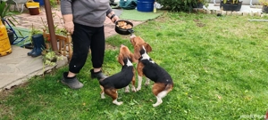 Schimb catei beagle cu pasari de curte sau cereale - imagine 2