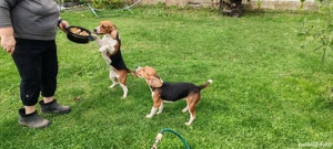 Schimb catei beagle cu pasari de curte sau cereale - imagine 4