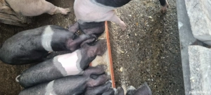 soldani bazna - imagine 2