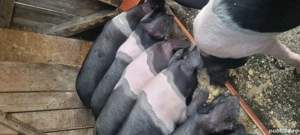 soldani bazna - imagine 3