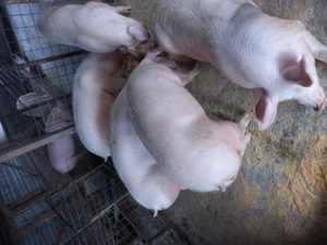 Porci de vânzare  - imagine 3