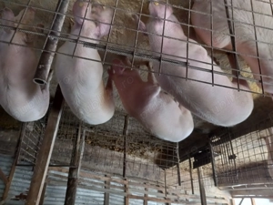Porci de vânzare 