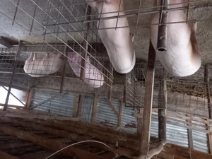 Porci de vânzare  - imagine 4