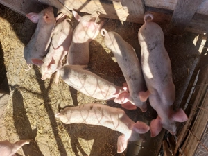 Purcei de vânzare 2,5 luni