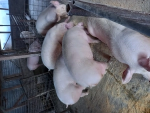Porci de vânzare  - imagine 2