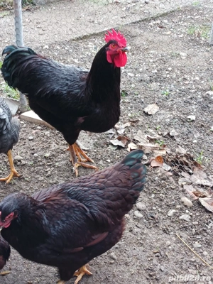 vand pasari de rasa  - imagine 2 vand pasari de rasa  - imagine 2