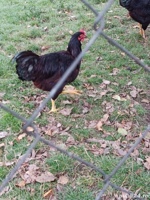 vand pasari de rasa  - imagine 4 vand pasari de rasa  - imagine 4