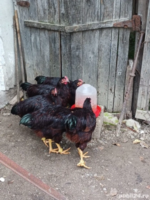 vand pasari de rasa  - imagine 3 vand pasari de rasa  - imagine 3