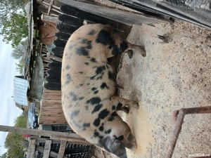 porci de vânzare  - imagine 3