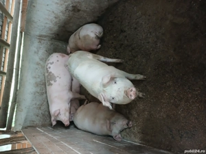 porci de vânzare 