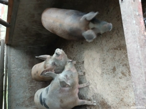 porci de vânzare  - imagine 2