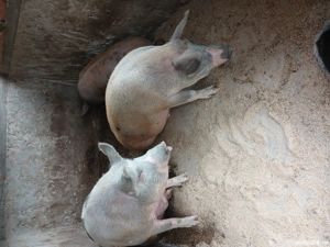 porci de vânzare  - imagine 4