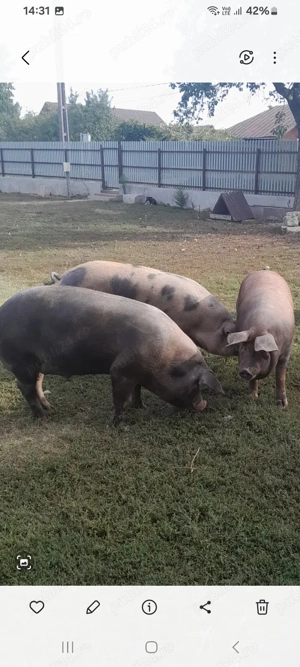 Porc de vanzare  - imagine 2