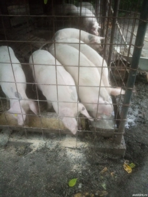 Vând ce se vede  - imagine 5