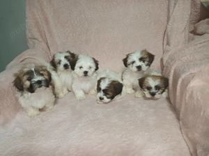 Cățelusi Shih Tzu de vânzare   născuți pe 25 august - imagine 3 Cățelusi Shih Tzu de vânzare   născuți pe 25 august - imagine 3